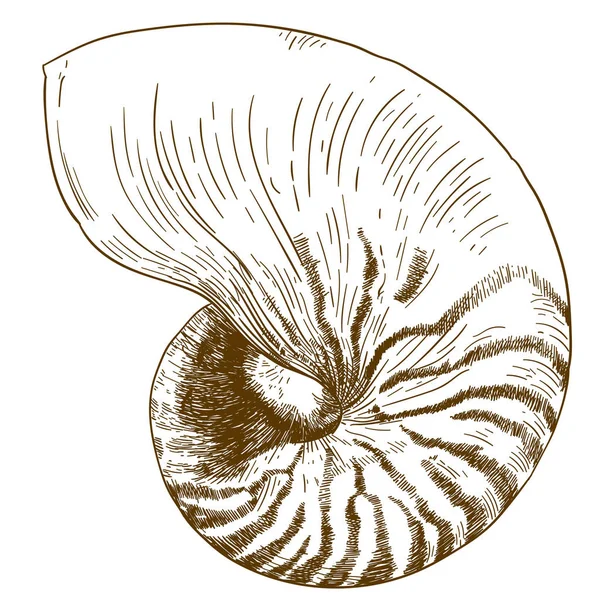 Pompilius 鹦鹉螺在白色背景下分离的矢量仿古雕刻画插图 — 图库矢量图片