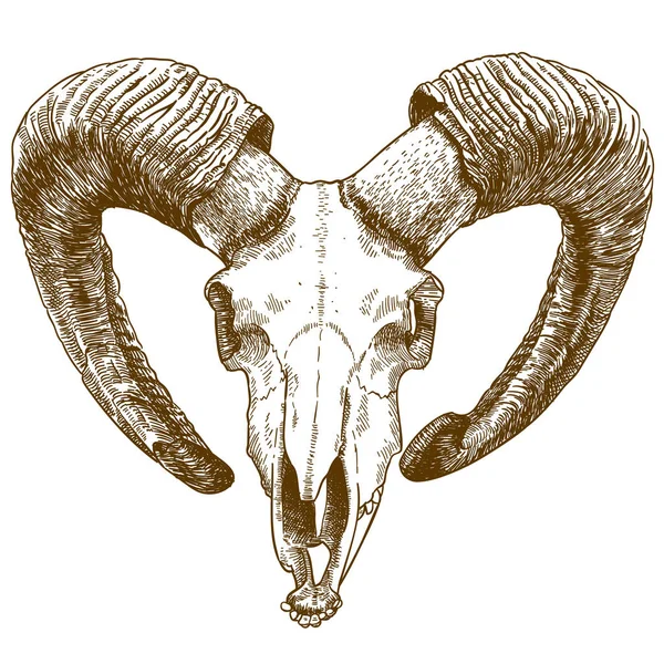 Vettore Antico Incisione Disegno Illustrazione Del Cranio Muflone Isolato Sfondo — Vettoriale Stock