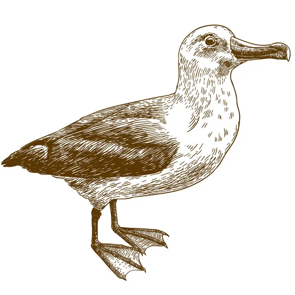 Vektor Antiken Stich Zeichnung Illustration Von Schwarzen Brauen Albatrosse Isoliert — Stockvektor