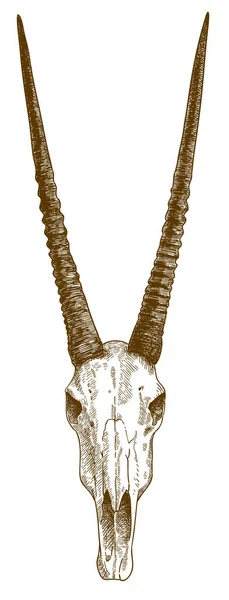 Dibujo Grabado Antiguo Vectorial Ilustración Del Antílope Oryx Aislado Sobre — Archivo Imágenes Vectoriales