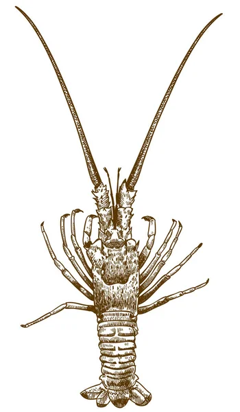 Vektor Antik Ukiran Gambar Ilustrasi Dari Lobster Berduri Terisolasi Pada - Stok Vektor