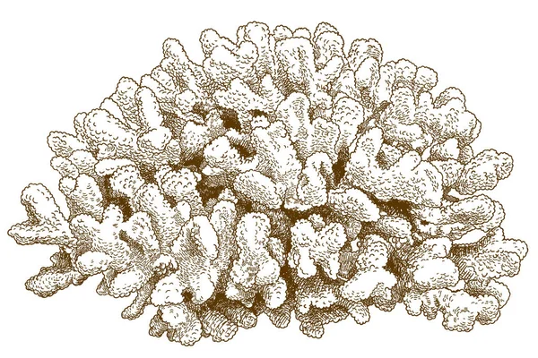 Vector Grabado Antiguo Dibujo Ilustración Coral Pocillopora Aislado Sobre Fondo — Archivo Imágenes Vectoriales