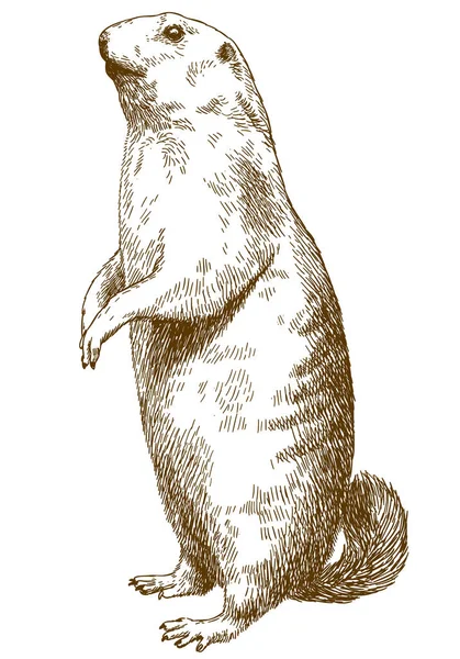 Διανυσματικό Σχέδιο Εικονογράφηση Της Marmot Που Απομονώνονται Λευκό Φόντο Αντίκες — Διανυσματικό Αρχείο