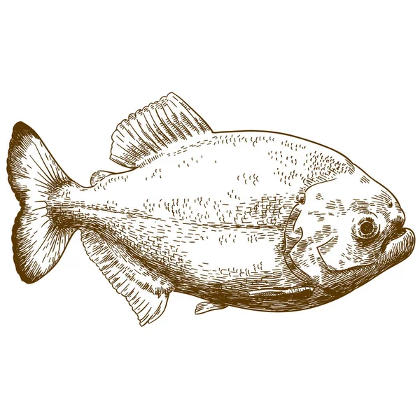 Vektor Antiken Stich Zeichnung Illustration Von Piranha Isoliert Auf Weißem — Stockvektor