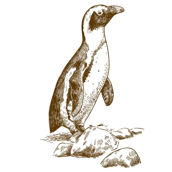 Vektor Antike Kupferstichzeichnung Illustration Des Humboldt Pinguins Isoliert Auf Weißem — Stockvektor