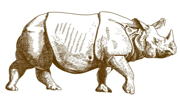 Vector Antik Gravyr Ritning Illustration Rhino Isolerad Vit Bakgrund — Stock vektor