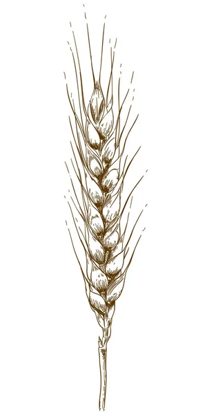 Векторная Антикварная Гравировка Рисунок Пшеничного Уха Изолированы Белом Фоне — стоковый вектор