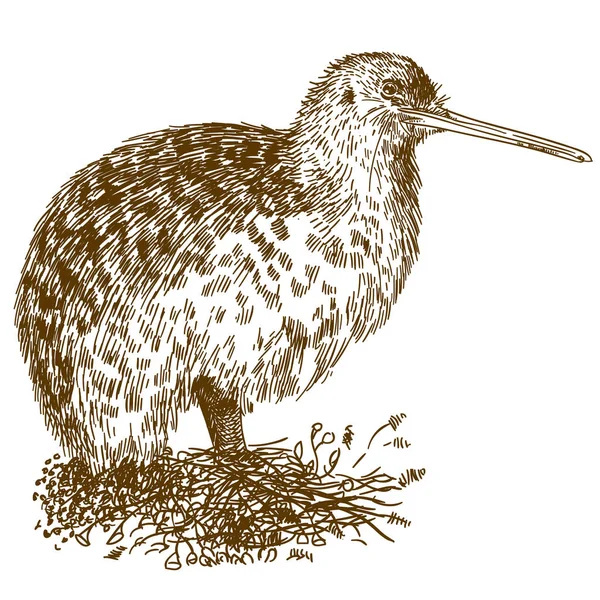 Векторная Антикварная Гравировка Рисунок Птицы Киви Белом Фоне — стоковый вектор