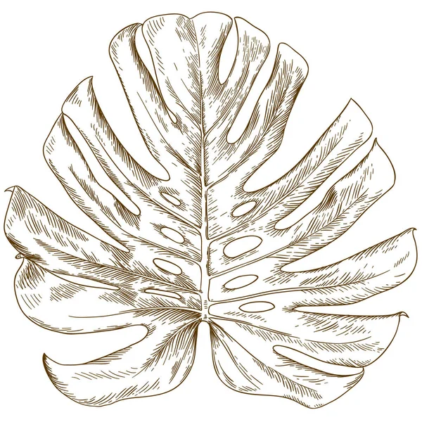 Illustration Vectorielle Dessin Gravure Antique Feuille Monstère Isolée Sur Fond — Image vectorielle