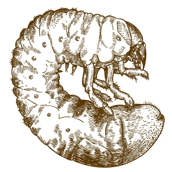 Vector Grabado Antiguo Dibujo Ilustración Puede Larva Escarabajo Aislado Sobre — Archivo Imágenes Vectoriales