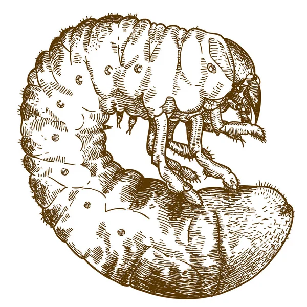 Vettore Antico Incisione Disegno Illustrazione Maggio Scarabeo Larve Isolato Sfondo — Vettoriale Stock