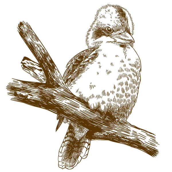 Vecteur Antique Gravure Dessin Illustration Rire Kookaburra Isolé Sur Fond — Image vectorielle