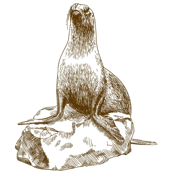 Vektor Antiken Stich Zeichnung Illustration Der Weiblichen Seelöwin Isoliert Auf — Stockvektor
