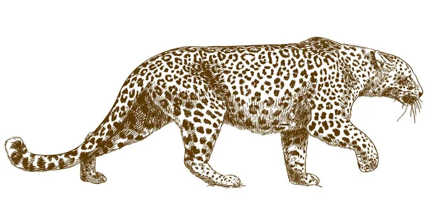 Incisione Antica Illustrazione Vettoriale Leopardo Isolato Sfondo Bianco — Vettoriale Stock