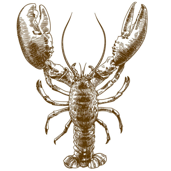 Vector engraving illustration of  highly detailed big lobster isolated on white background