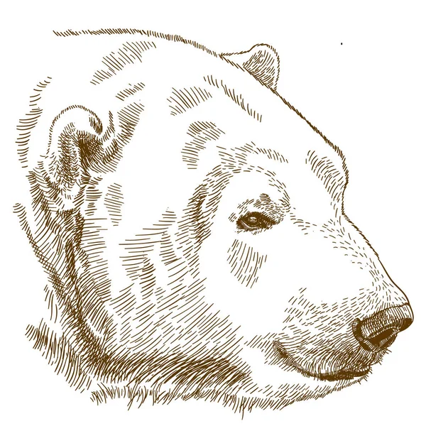 Vector Antique Engraving Illustration Polar Bear Head Isolated White Background — Stock Vector