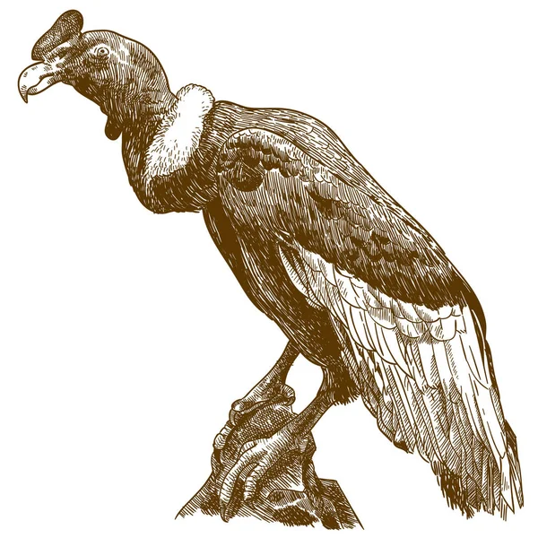 Векторная Антикварная Гравировка Рисунок Большой Andean Condor Изолированы Белом Фоне — стоковый вектор