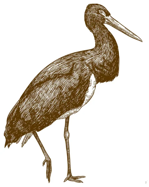Vector Antik Gravyr Ritning Illustration Svart Stork Ciconia Nigra Isolerade — Stock vektor
