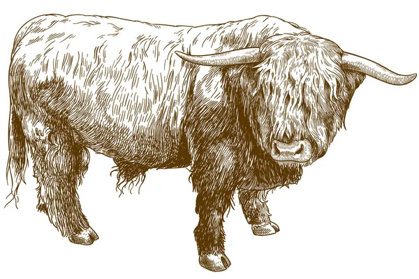 ベクトル アンティークの彫刻のハイランド牛の白い背景で隔離のイラスト — ストックベクタ