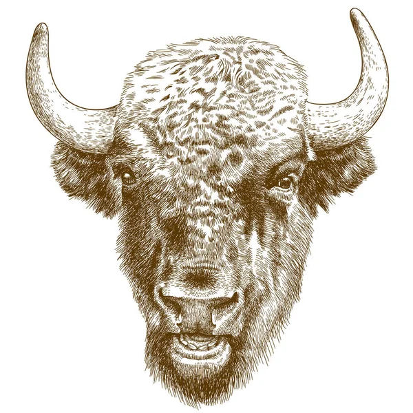 Vector Antieke Gravure Illustratie Van Bison Hoofd Geïsoleerd Witte Achtergrond — Stockvector