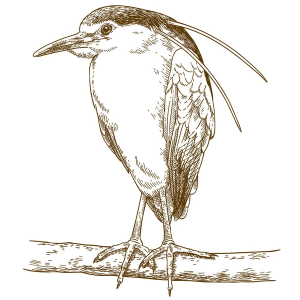 Antieke Gravure Vector Tekening Illustratie Van Zwart Gekroond Night Heron — Stockvector