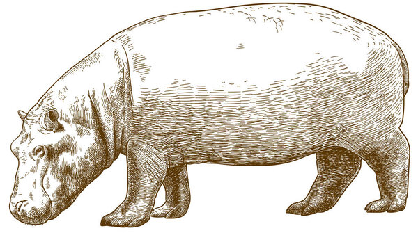 Vector antique engraving drawing illustration of hippo (Hippopotamus amphibius) isolated on white background