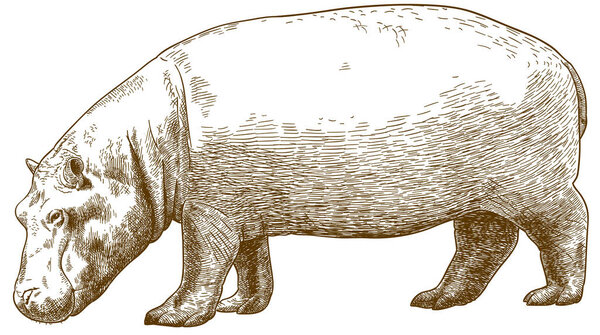 Векторная антикварная гравировка рисунок гиппопотама (Hippopotamus amphibius) на белом фоне
