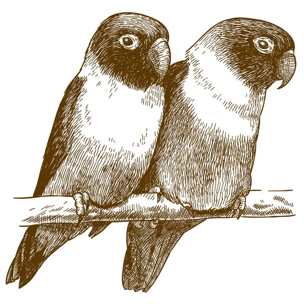Διανυσματικό Σχέδιο Εικονογράφηση Κίτρινο Collared Lovebird Agapornis Personatus Που Απομονώνονται — Διανυσματικό Αρχείο