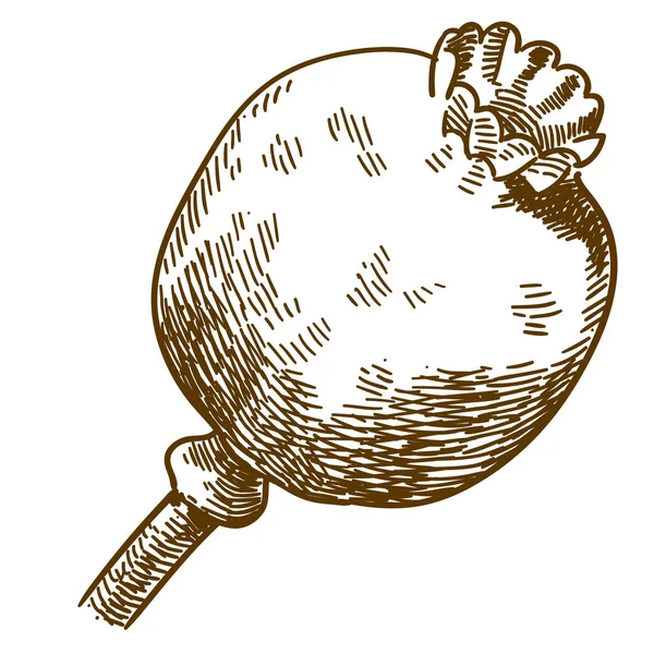 Illustration Vectorielle Dessin Gravure Antique Gousse Pavot Isolé Sur Fond — Image vectorielle