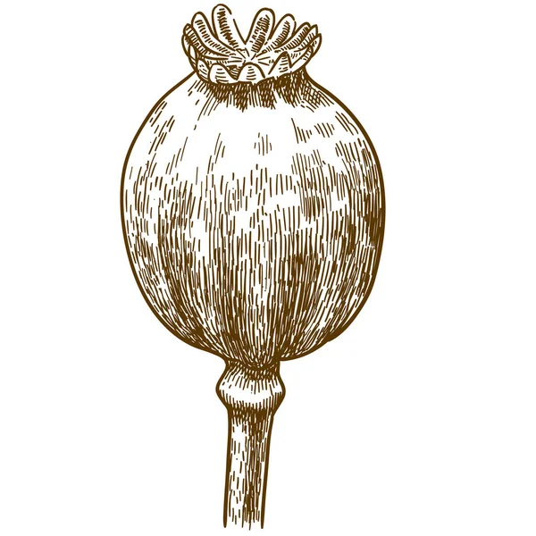 Antieke Gravure Tekening Vectorillustratie Van Papaver Pod Geïsoleerd Witte Achtergrond — Stockvector