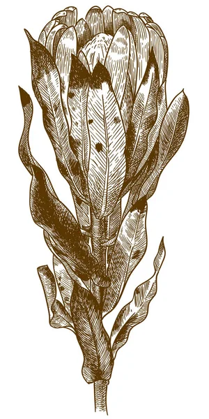 Illustration Vectorielle Dessin Gravure Antique Fleur Carnaval Protea Buissons Sucre — Image vectorielle