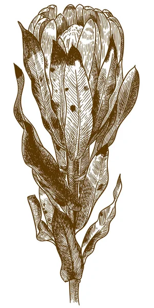 Vettoriale Antico Incisione Disegno Illustrazione Protea Fiore Carnevale Zuccheri Fynbos — Vettoriale Stock