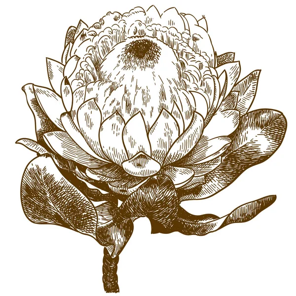 Vetor Gravura Antiga Desenho Ilustração Protea White Pride Flor Arbustos — Vetor de Stock