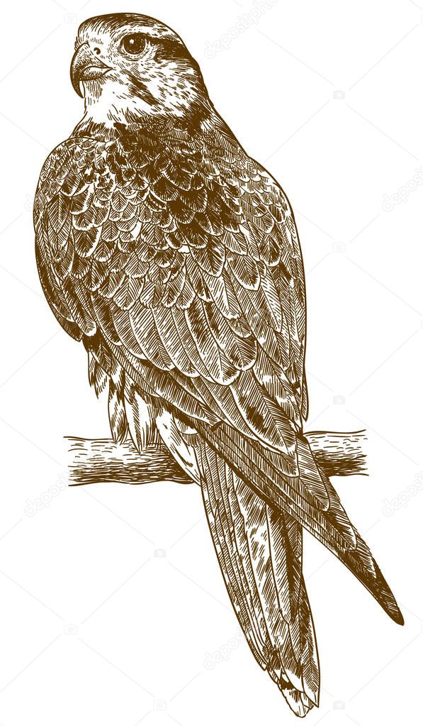 Vector antique engraving drawing illustration of falcon isolated on white background