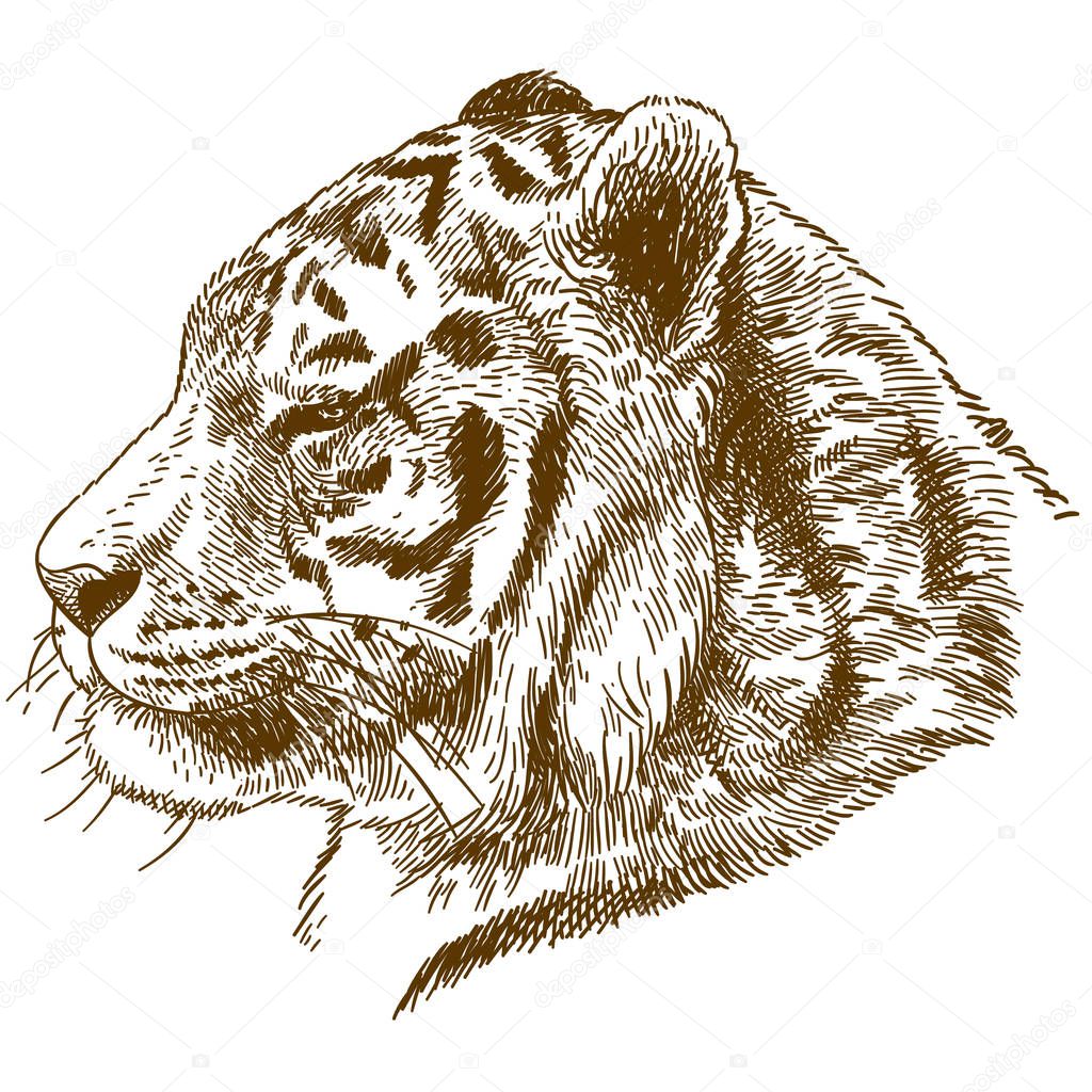 Vector antique engraving drawing illustration of siberian tiger or Amur tiger head isolated on white background
