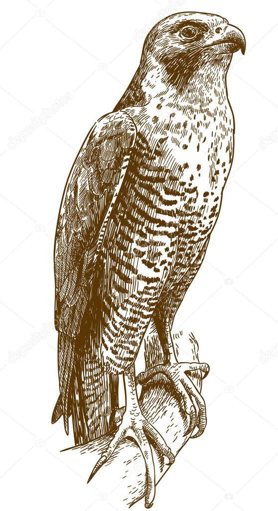 Vector antique engraving drawing illustration of hawk isolated on white background