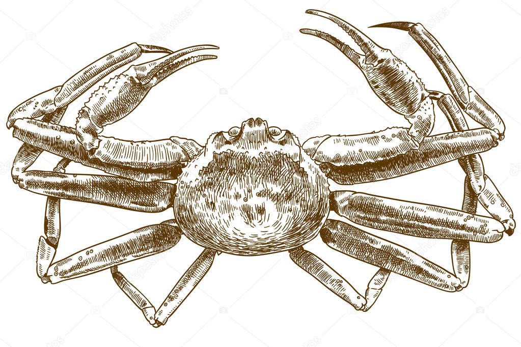 Vector antique engraving drawing illustration of chionoecetes opilio crab isolated on white background