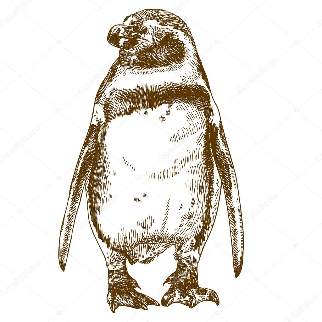 Vector antique engraving drawing illustration of Humboldt penguin isolated on white background