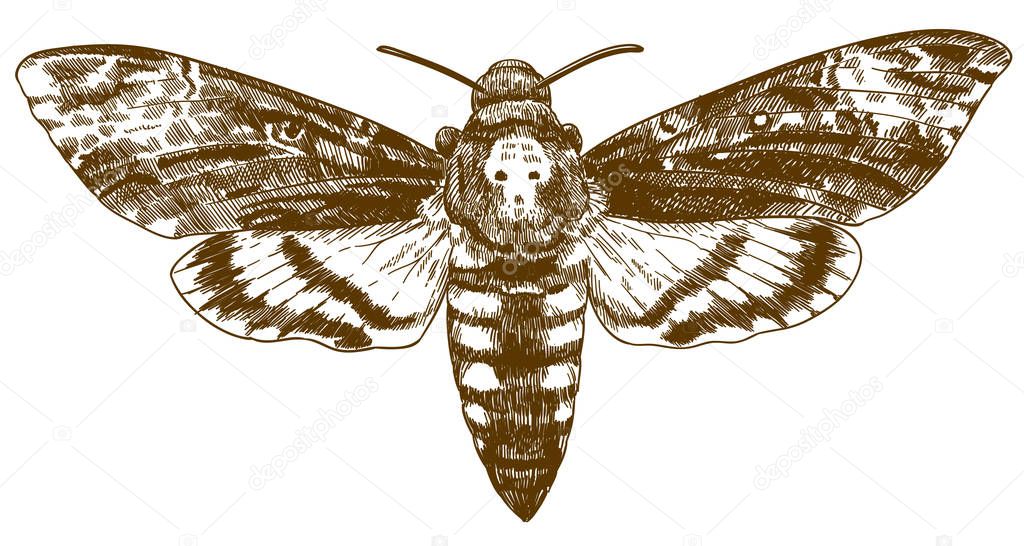 Vector antique engraving drawing illustration of African death-head hawkmoth isolated on white background