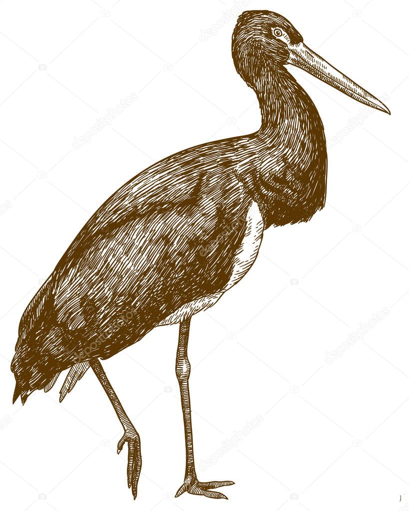Vector antique engraving drawing illustration of black stork (Ciconia nigra) isolated on white background