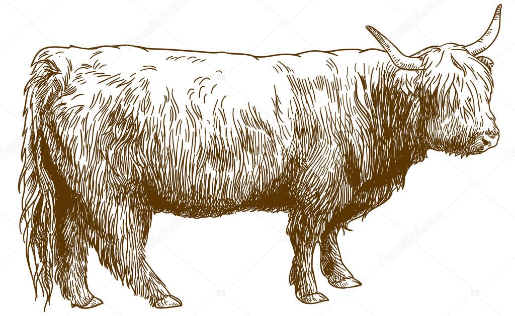 Vector antique engraving drawing illustration of Highland cattle cow (bos taurus taurus) isolated on white background