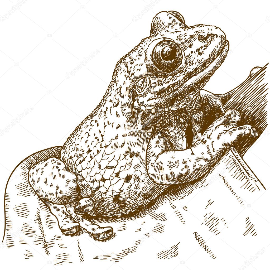 Vector antique engraving drawing illustration of black-spotted casque-headed tree frog isolated on white background