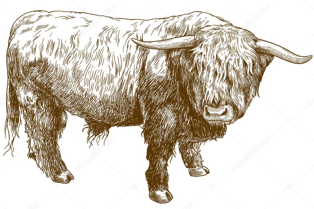 Vector antique engraving illustration of highland cattle isolated on white background