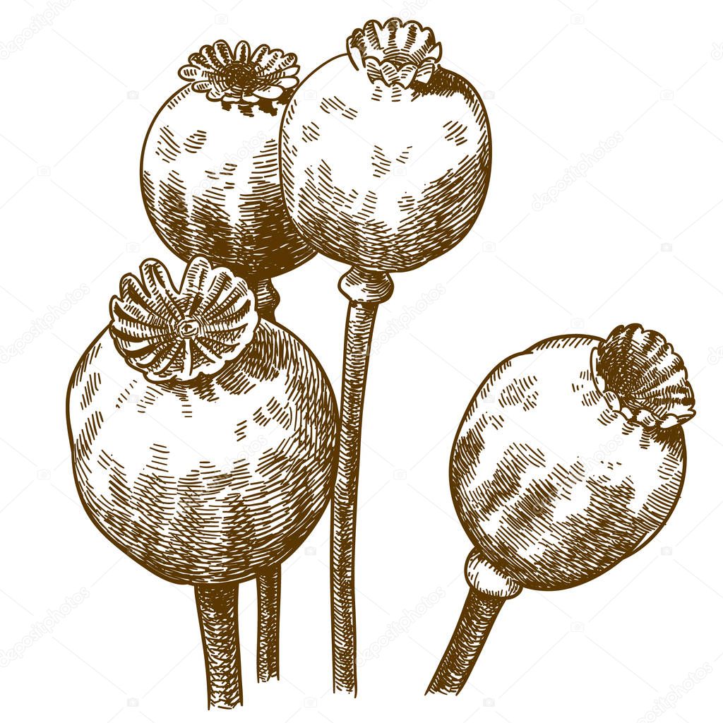 Vector antique engraving drawing illustration of four poppy pod isolated on white background