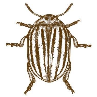 Vector antique engraving drawing illustration of Colorado potato beetle (Leptinotarsa decemlineata) isolated on white background clipart