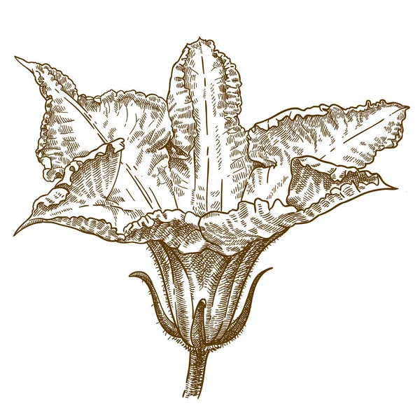 Illustration Vectorielle Dessin Gravure Antique Fleurs Courge Isolées Sur Fond — Image vectorielle