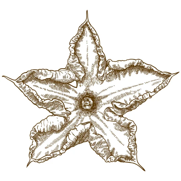 Векторна Антикварна Гравюрна Ілюстрація Квітів Кабачків Ізольовані Білому Тлі — стоковий вектор