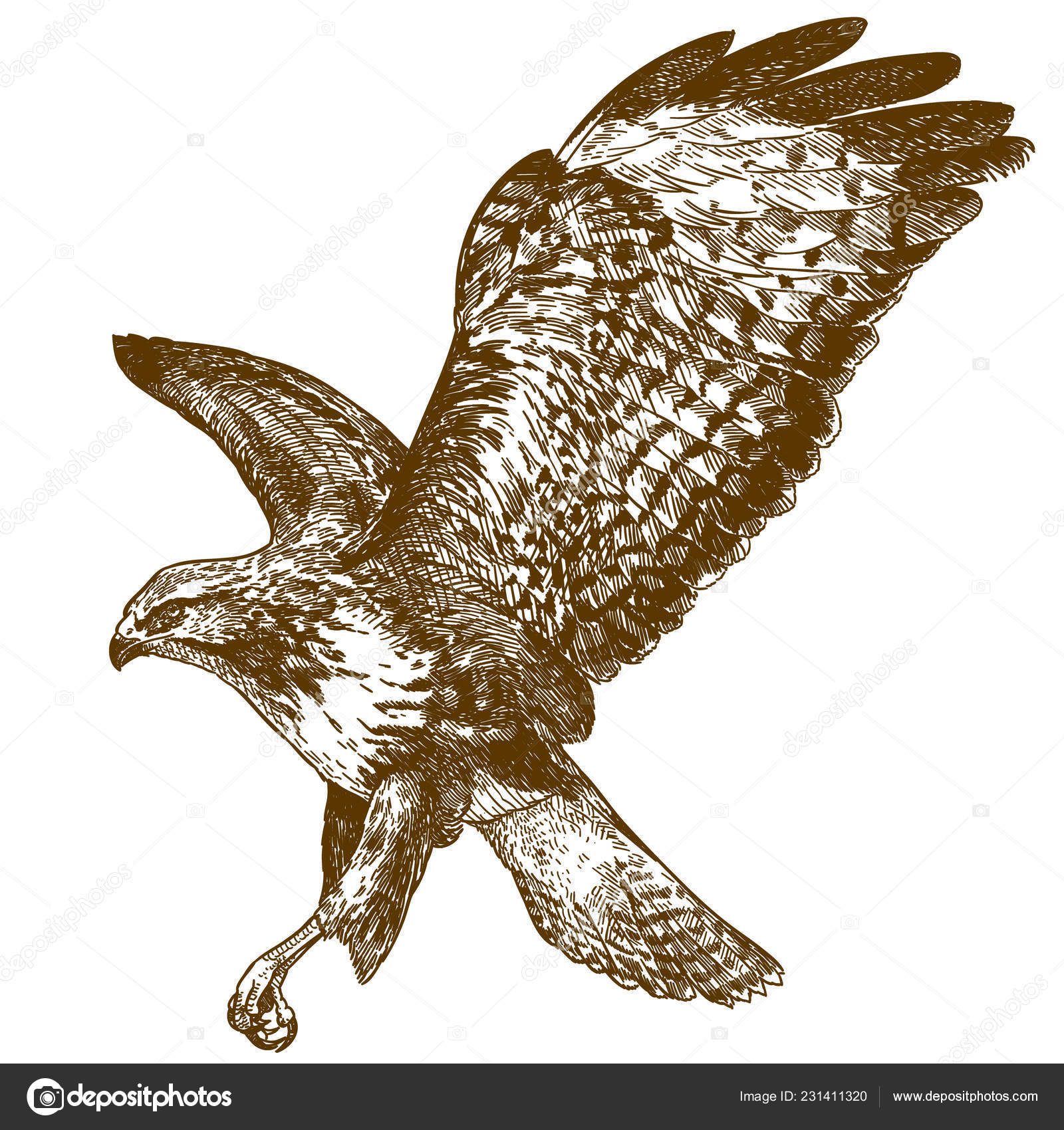 Gravure Antique Vecteur Dessin Illustration Buse Oiseau