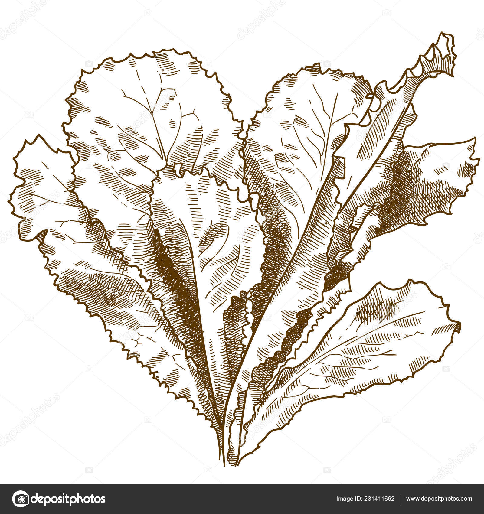 Lettuce Leaf Drawing