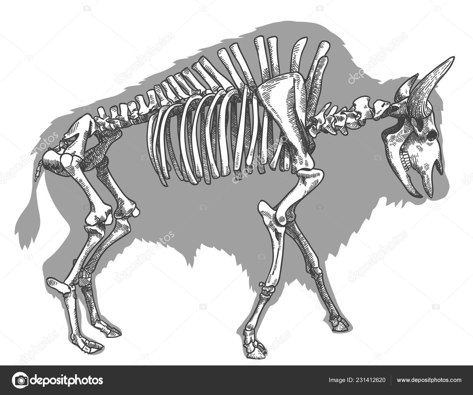 Tegning Vektorantikke Tegn Bisonskjelett Isolert Hvit Bakgrunn stockvektor  © andreyoleynik #231412620, image size:1600x1336